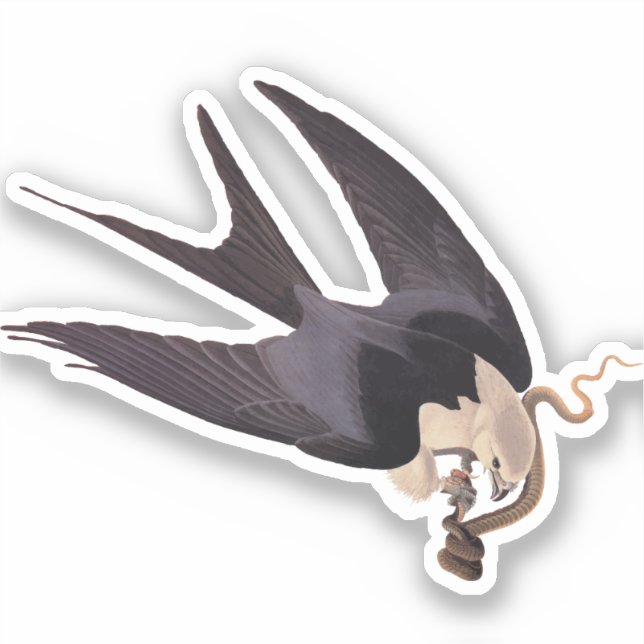 Swallow Tailed Hawk with Snake Vintage Audubon (Front)