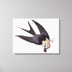 Swallow Tailed Hawk with Snake Vintage Audubon Canvas Print