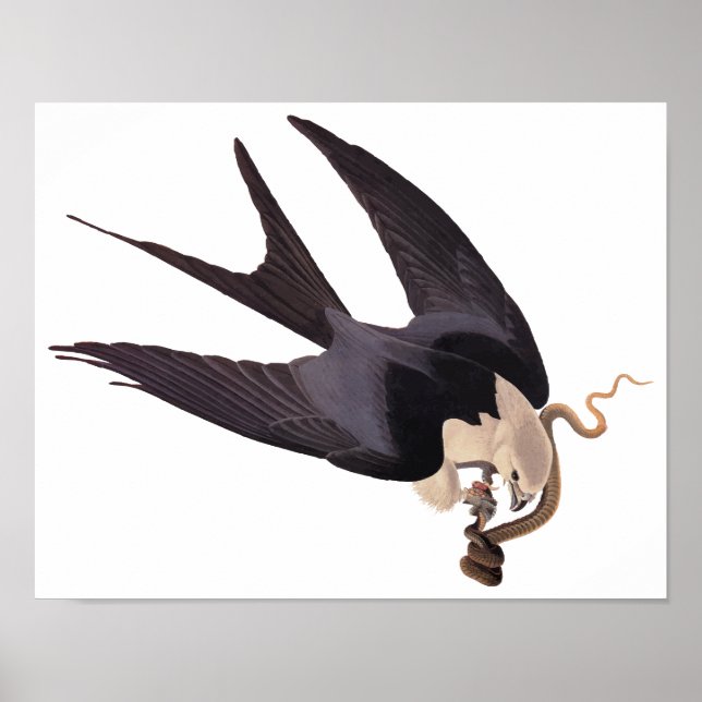 Swallow Tailed Hawk with Snake Vintage Audubon Poster (Front)
