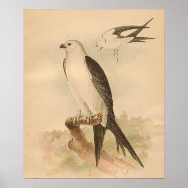 Swallow Tailed Kite Bird Vintage Art Print (Front)