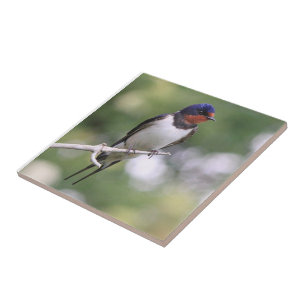 Swallow Tile
