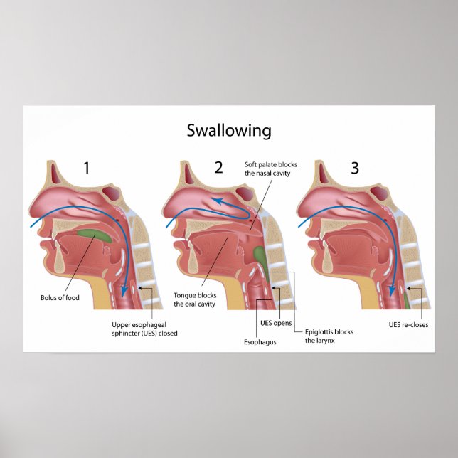 Swallowing process Poster (Front)