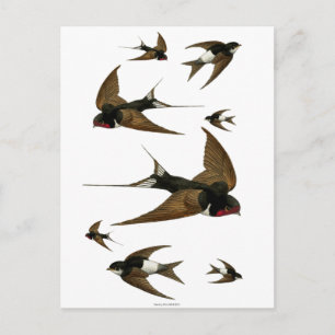 Swallows Flock Vintage Birds Postcard