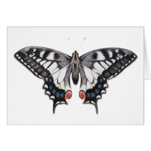 Swallowtail 2012