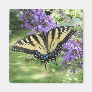 Swallowtail 94 ~ magnet