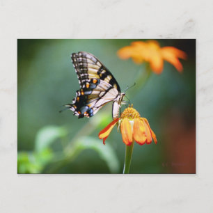 Swallowtail and Tithonia Postcard