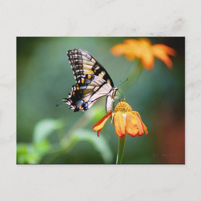 Swallowtail and Tithonia Postcard (Front)
