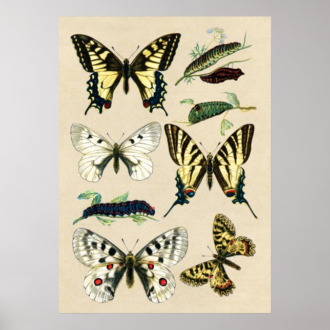 Swallowtail Butterflies and Caterpillars Poster (Front)