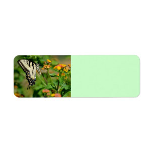 Swallowtail Butterfly