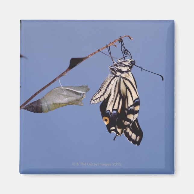 Swallowtail butterfly after metamorphosis magnet (Front)