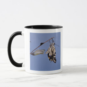 Swallowtail butterfly after metamorphosis mug