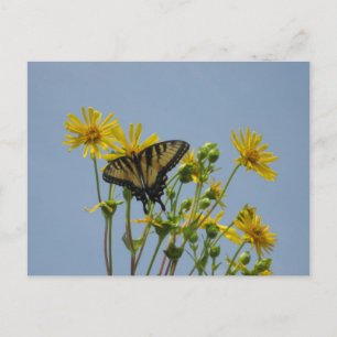 Swallowtail Butterfly against a Beautiful Blue Sky Postcard