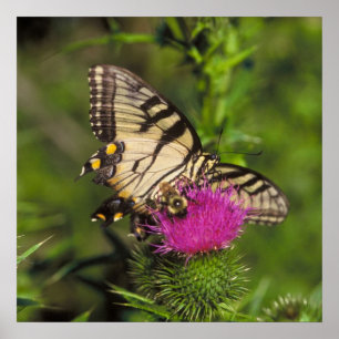 Swallowtail Butterfly and Bee on a Flower. Poster