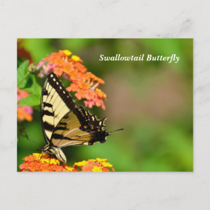  Swallowtail Butterfly at Lantana flowers Postcard
