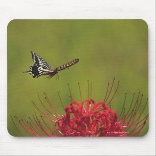 Swallowtail Butterfly flying near flower, Chiba Mouse Pad