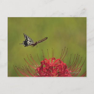 Swallowtail Butterfly flying near flower, Chiba Postcard