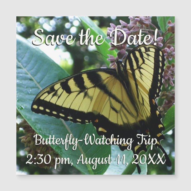 Swallowtail Butterfly I on Milkweed at Shenandoah (Front)