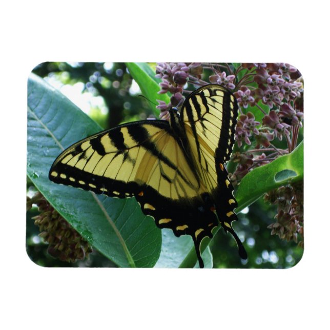 Swallowtail Butterfly I on Milkweed at Shenandoah Magnet (Horizontal)