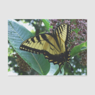 Swallowtail Butterfly I on Milkweed at Shenandoah Tissue Paper