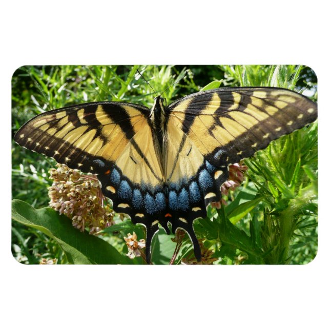Swallowtail Butterfly II at Shenandoah Magnet (Horizontal)