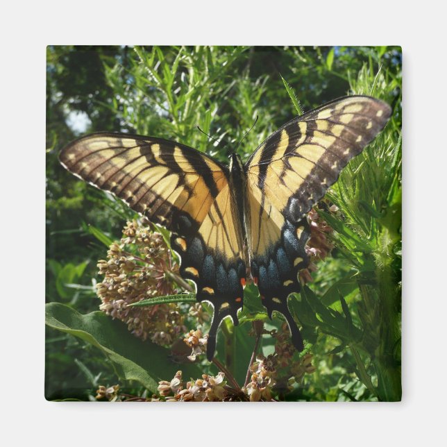 Swallowtail Butterfly III Beautiful Colourful Phot Magnet (Front)