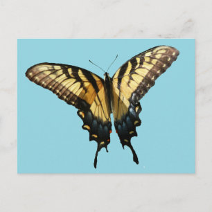 Swallowtail Butterfly III Beautiful Colourful Phot Postcard