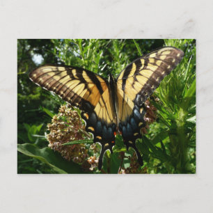 Swallowtail Butterfly III Beautiful Colourful Phot Postcard