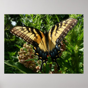 Swallowtail Butterfly III Beautiful Colourful Phot Poster