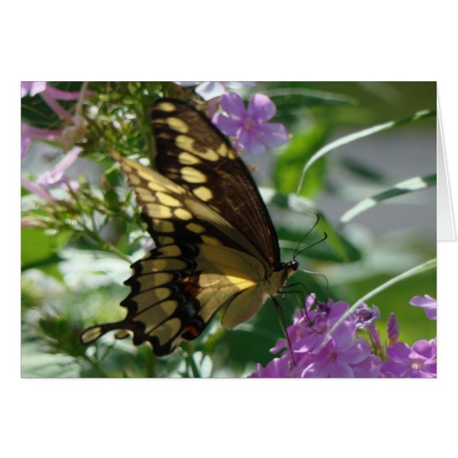 Swallowtail Butterfly&Lavendar Phlox (Front Horizontal)