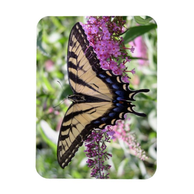 Swallowtail Butterfly Magnet (Vertical)