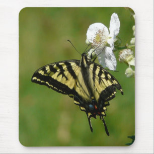 SwallowTail Butterfly on a Blackberry Blossom Mouse Pad