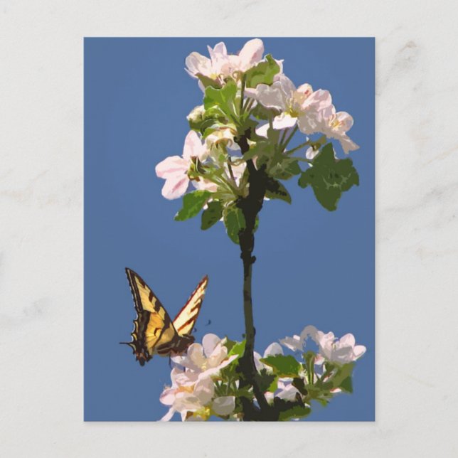 Swallowtail Butterfly on Apple Blossoms Postcard (Front)