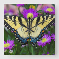 Swallowtail Butterfly on daisy