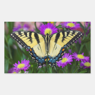 Swallowtail Butterfly on daisy Sticker