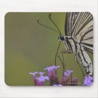 Swallowtail Butterfly on flower, Chiba Mouse Pad
