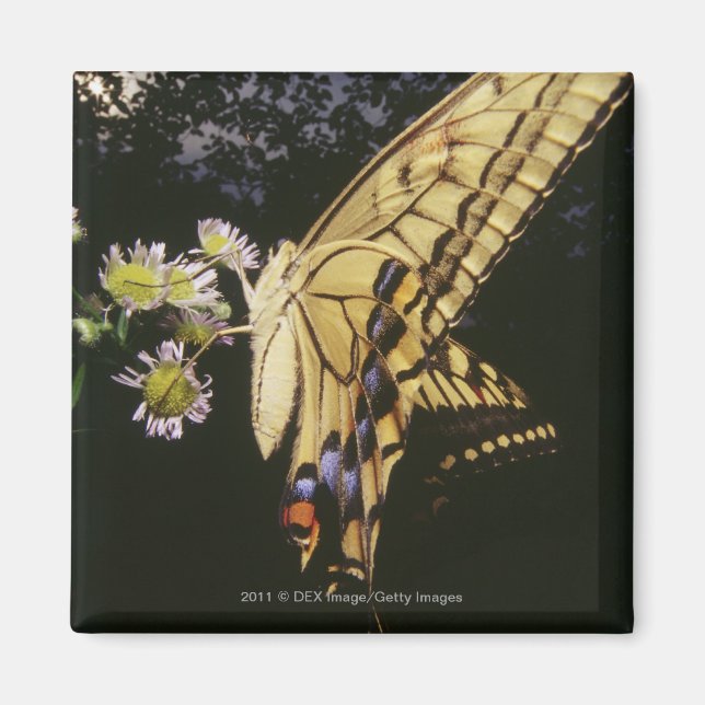 Swallowtail Butterfly on flower, close up Magnet (Front)