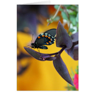 Swallowtail Butterfly on purple bloom
