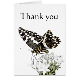Swallowtail Butterfly Perched in white