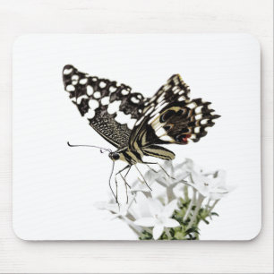 Swallowtail Butterfly Perched in white Mouse Pad