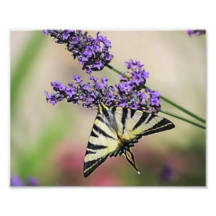 Swallowtail Butterfly Photo