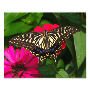 Swallowtail Butterfly Photo Print