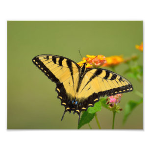 Swallowtail Butterfly Photo Print