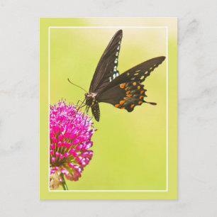Swallowtail Butterfly Postcard