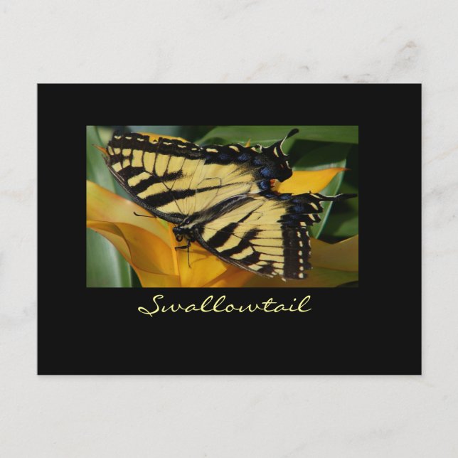 Swallowtail butterfly  postcard (Front)