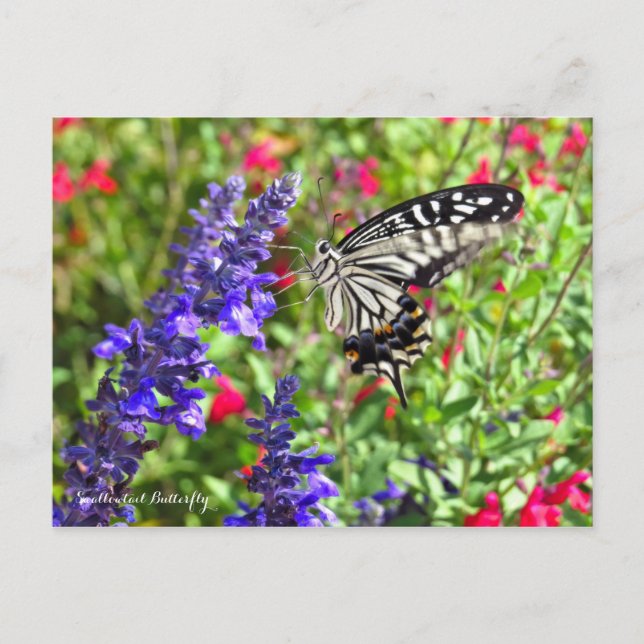 Swallowtail Butterfly [Postcard] Postcard (Front)