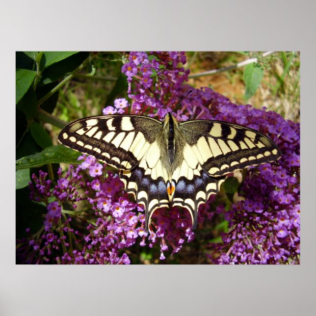 Swallowtail Butterfly Poster (Front)