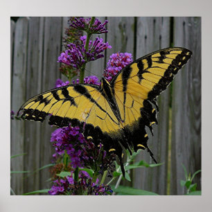 Swallowtail Butterfly Poster