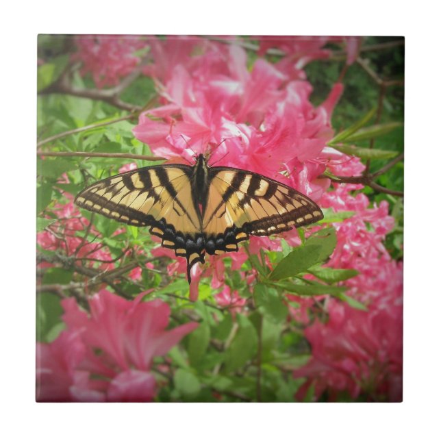 Swallowtail Butterfly Sits on Pink Azaleas Tile (Front)