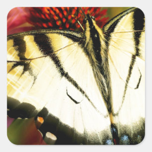 Swallowtail Butterfly Square Sticker
