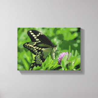 Swallowtail Butterfly Stretched Canvas Print
